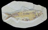 Large, Fossil Fish (Knightia) - Wyoming #88588-1